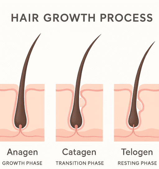 Hair growth process Hair growth process