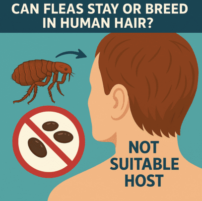 fleas-in-human-hair-myth-busted